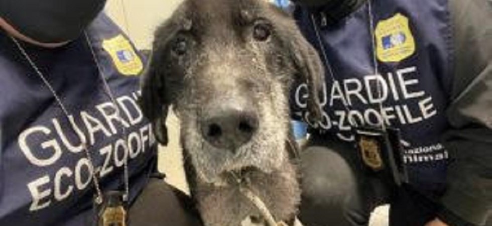 Maltrattamenti sugli animali, 180 segnalazioni, 43 interventi e 2 sequestri penali nel veronese