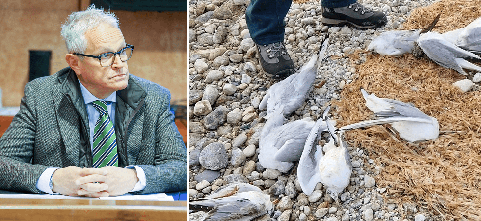 In Trentino salgono a 16 i gabbiani positivi all’aviaria, l’Apss