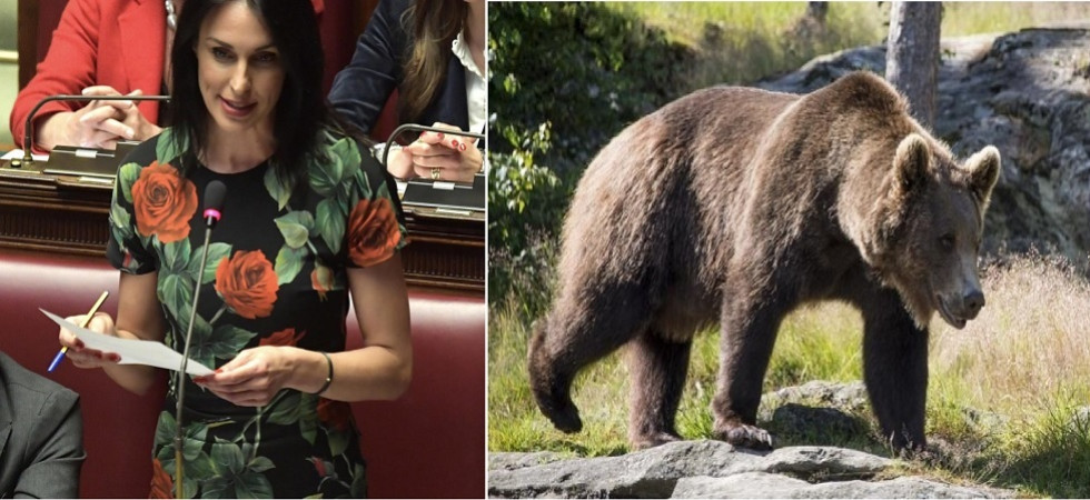 Orsi in Trentino, Ambrosi: Servono misure per tutelare i cittadini dagli animalisti da salotto''