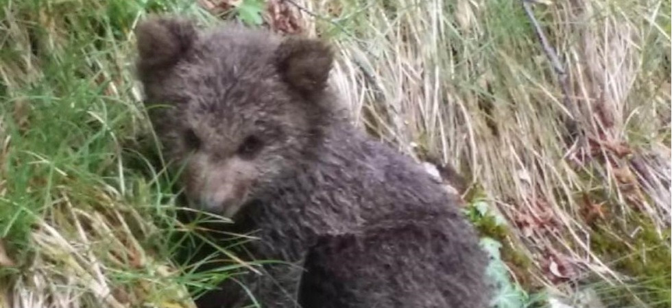 Foto d'archivio - credits A. Stoffella Un piccolo di orso è stato trovato morto in val di Sole: Appare denutrito