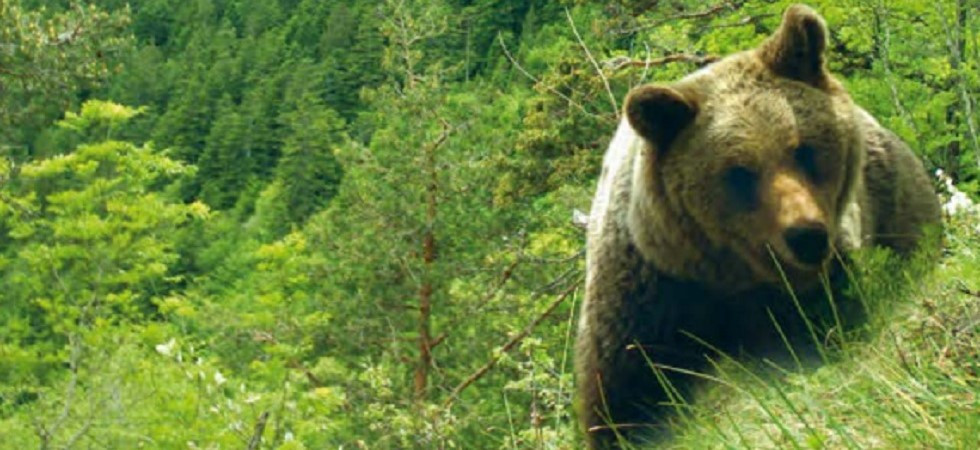 Il Ministero: “Per la gestione degli orsi ci confronteremo anche con le associazioni animaliste”