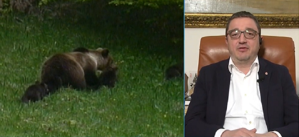 Abbattimento di 70 orsi in Trentino, la Lav: Intervenga il Presidente della Repubblica Mattarella a fermare il delirio di