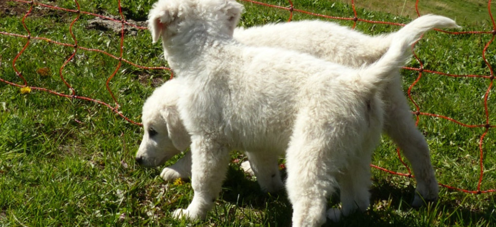Cani da guardiania, la Pat rilancia il corso di formazione dedicato agli allevatori