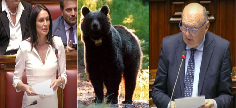 Orsi in Trentino, il Ministro riferisce in Parlamento: Interlocuzioni diplomatiche per i trasferimenti''