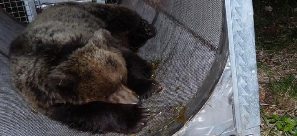La Lndc chiede al Parco dell'Abruzzo posto per M49: Da Fugatti becera propaganda per alimentare la paura dei cittadini