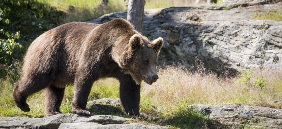Orsi, localizzare Mj5 non è facile e per la dimensione ci sono dubbi sull'uso della trappola a tubo