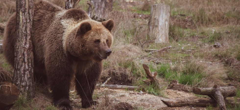 La Lega attacca il Tar: “Davanti alla morte di un essere umano prevalgono i no ideologici delle associazioni animaliste”