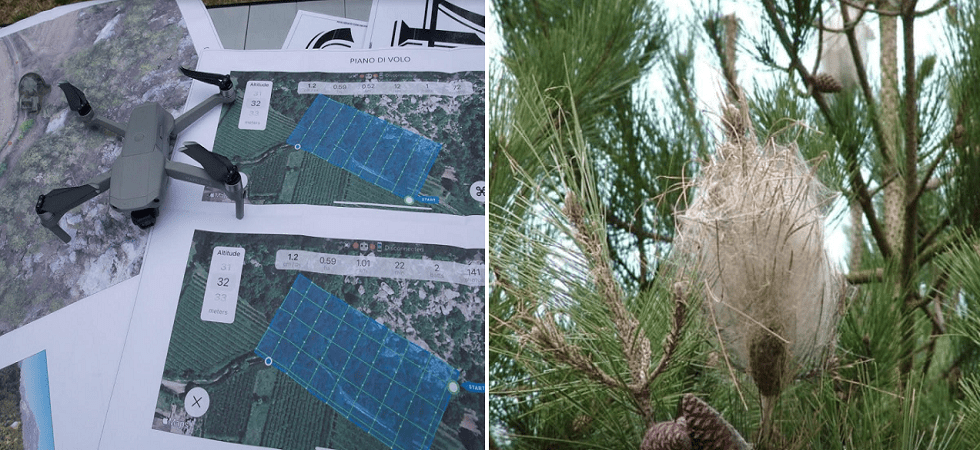 Torna l'emergenza processionaria: in Vallagarina in campo droni e software per mappare i nidi con 75 studenti in campo