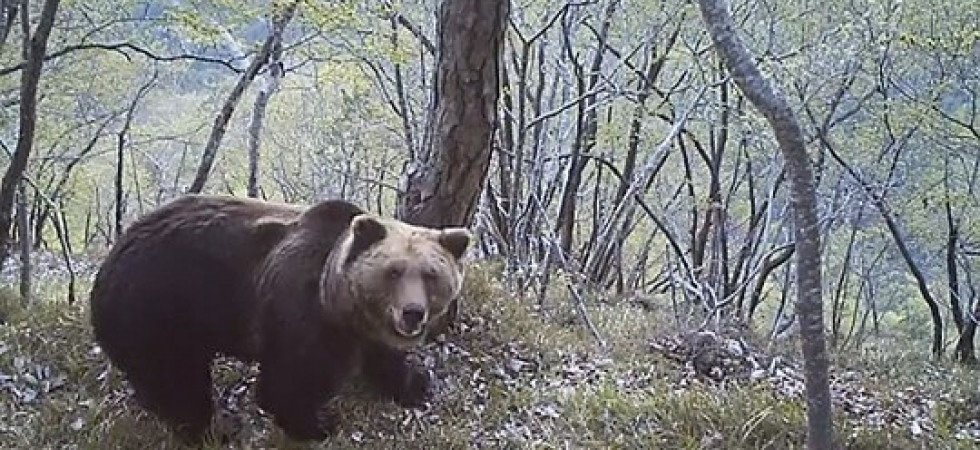 Trovato morto l'orso M62, l'Enpa: Temiamo un atto di bracconaggio