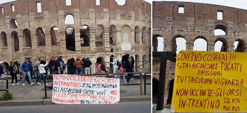 Abbattimento dell'orsa Jj4, dopo San Pietro la battaglia contro Fugatti raggiunge il Colosseo