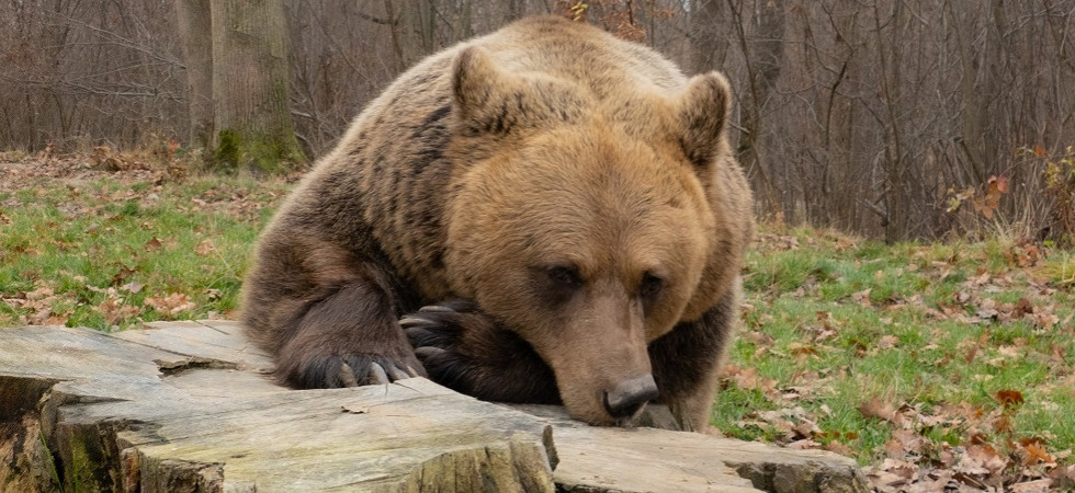 Foto - Liberarty Bear Sanctuary Zărneşti L’Oipa: “Per Jj4 c’è un santuario in Romania, abbiamo avvisato il Ministero dell’ambiente”