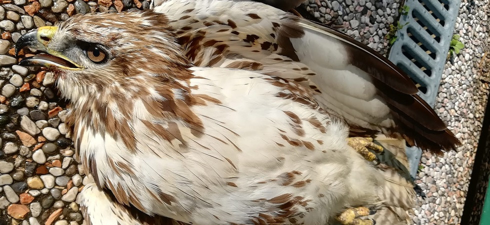 È morta la poiana recuperata a Rovereto: ora le analisi per un sospetto avvelenamento da piombo