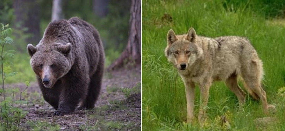 Orsi e lupi, il documento dei Comuni a Kompatscher: “Ridurre e regolamentare le popolazioni