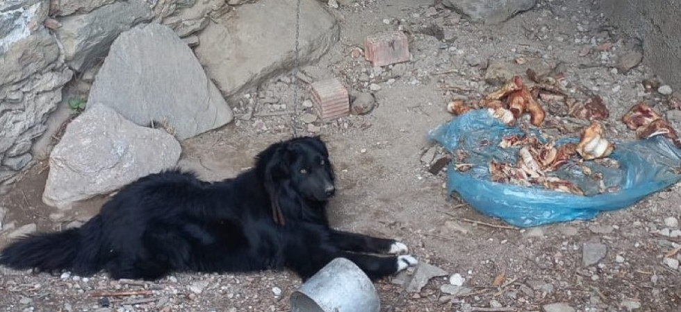 Cani legati alle catene e richiusi al buio senza acqua né cibo: uomo denunciato per maltrattamenti