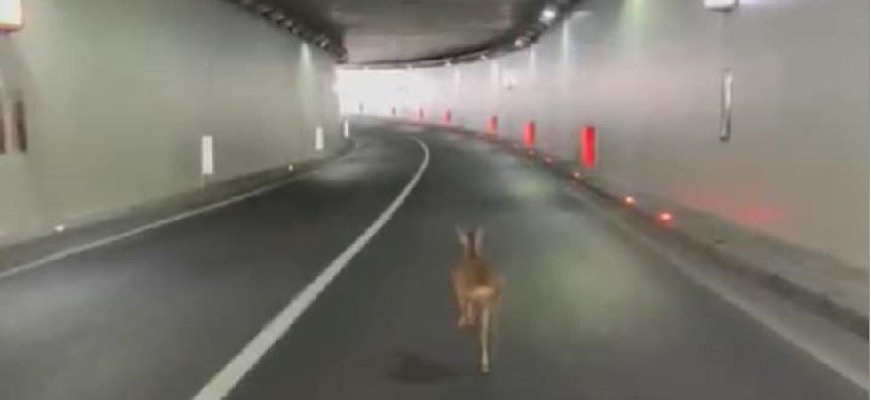 Foto dalla pagina Fecebook "Tony Pula news" Un capriolo corre in mezzo alla Gardesana nelle gallerie, alcune auto evitano l'incidente e lanciano l'allarme