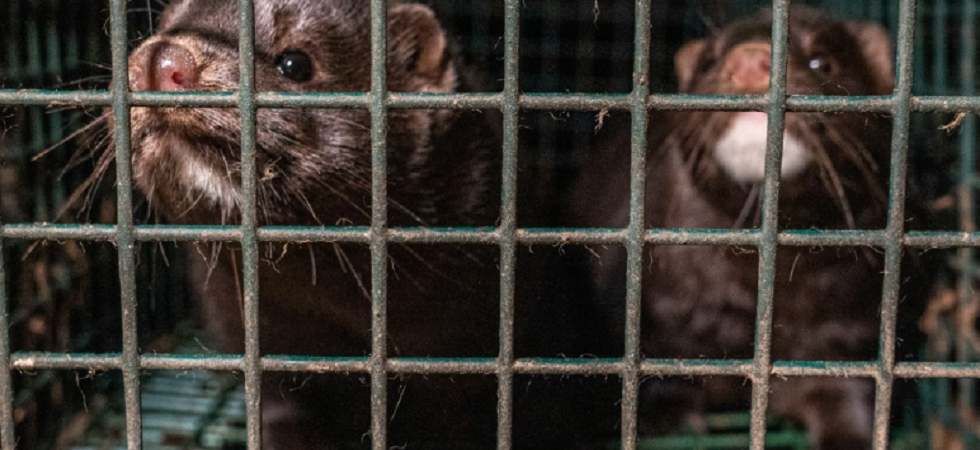 Focolaio Covid in un allevamento di visoni sul Garda: abbattuti i 1600 animali all'interno
