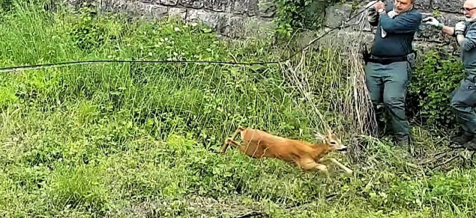 Intrappolati fra le mura alte 4 metri, disavventura per tre caprioli portati in salvo dalle guardie venatorie