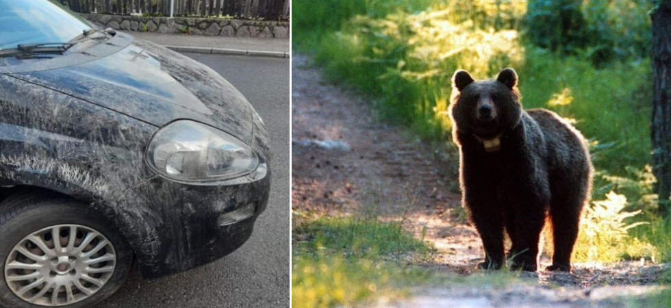 Auto danneggiata a Fiè allo Sciliar, la conferma della Provincia: è stato un cane, non un orso