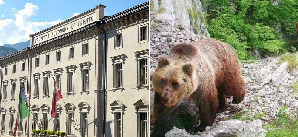 Orsi, "esclusi dall'incontro sui grandi carnivori"