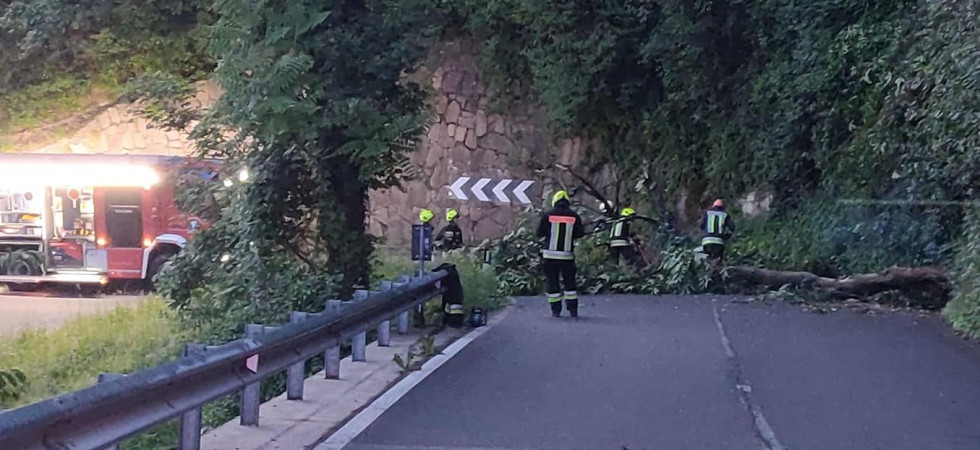 Albero crolla e finisce in mezzo alla strada: vigili del fuoco in azione alle prime ore del mattino
