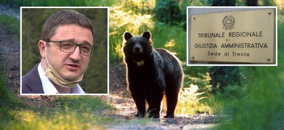 Fugatti: “Il Tar conferma la bontà del nostro operato” ma la Provincia non può comunque procedere all’abbattimento degli orsi