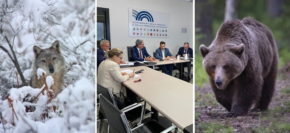 Dall’Alto Adige al Friuli, le regioni alpine chiedono di ridurre la protezione per lupi e orsi: “Facciamo come in Finlandia”