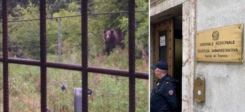 Caso Jj4, le associazioni animaliste: "Il Tar rigetta la sospensione degli abbattimenti degli orsi"