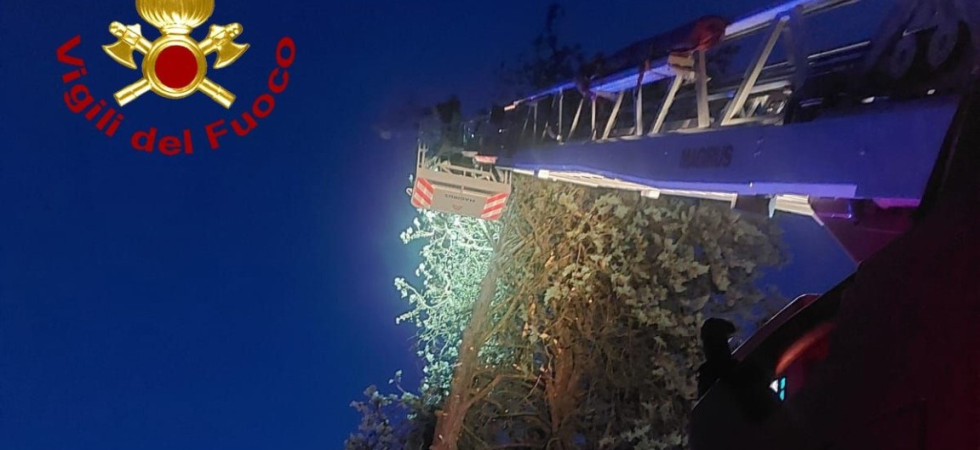 Albero di oltre 20 metri si spezza alla base e finisce sui cavi elettrici: in azione i vigili del fuoco