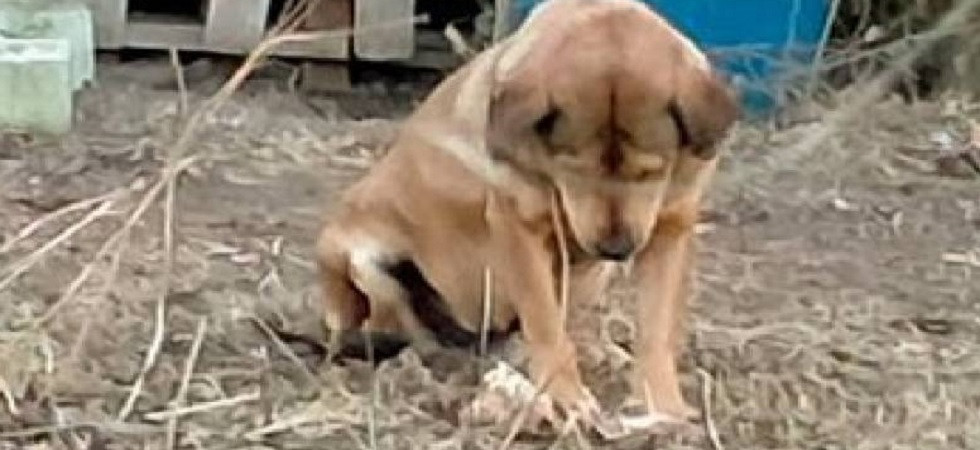 Trento, arrivato dalla Bosnia vive in una piccola baracca isolata: la storia del cane Arson che ora cerca una nuova famiglia