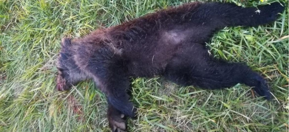 Orsi morti in Trentino, gli animalisti annunciano un esposto in Procura: "Sospettiamo avvelenamento"