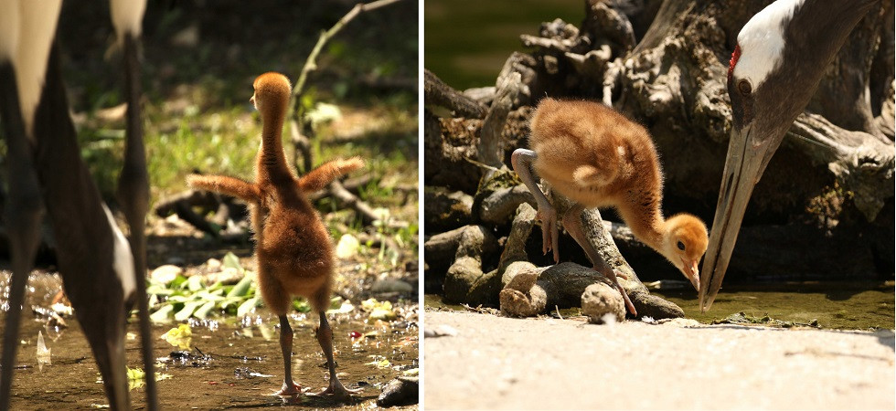 E' l’unico pulcino d’Italia di gru della Manciuria, il suo nome è 'Kiki' e si trova al Parco Natura Viva: ha 13 giorni