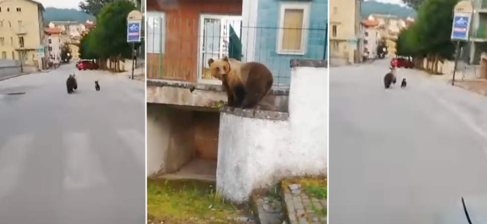 Plausi al Parco d'Abruzzo per la gestione orsi?