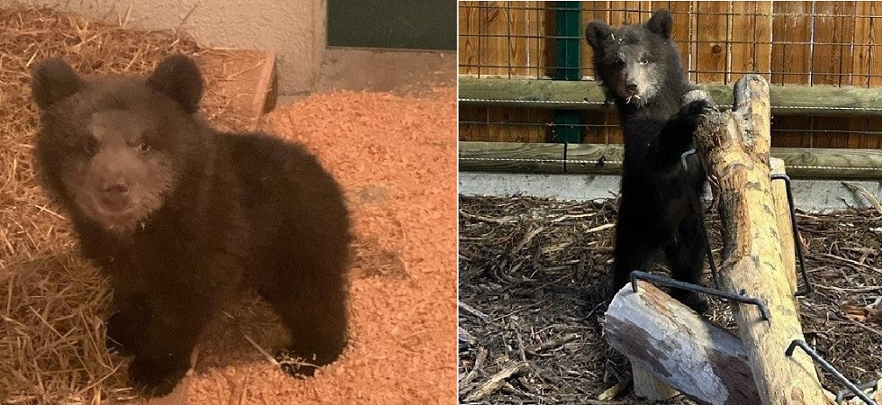 Cucciolo M89, la Pat è stata denunciata