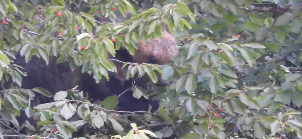 L'orsa con i cuccioli resta sotto l'albero di ciliegie per 8 ore e arrivano i turisti per le foto