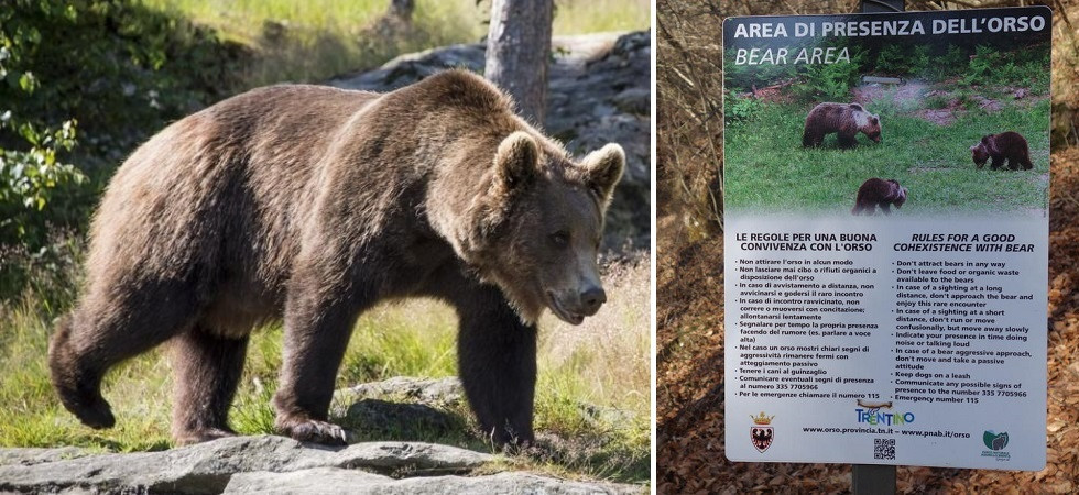 Foto di archivio Incontro con l'orso a Roncone, secondo la Provincia si tratta di un'orsa col piccolo