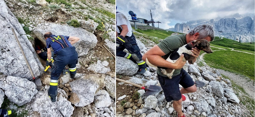 Cane senza guinzaglio su un sentiero di montagna rimane bloccato dentro la tana di una marmotta