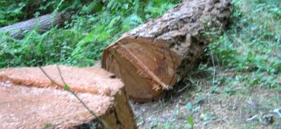 Tragedia nei boschi, un 70enne viene travolto e schiacciato da un albero mentre fa legna