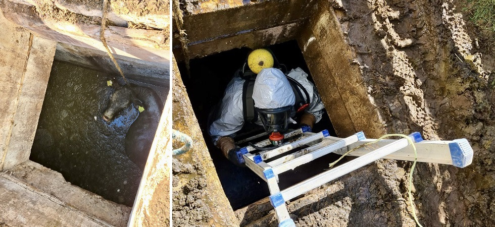Foto vigili del fuoco Vitello cade in una concimaia e rischia di morire soffocato dal letame