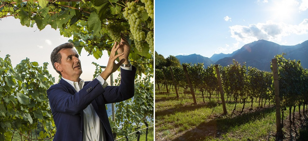 Le cantine Ferrari danno il via alla vendemmia 2023: “Tra le raccolte più complesse degli ultimi anni”