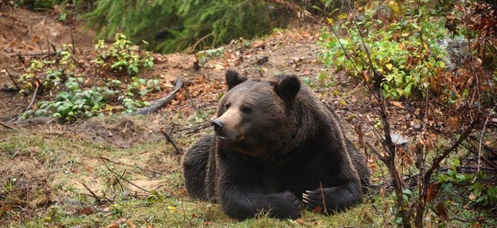 Orsi in Trentino, dopo l'accordo della Destra in Trentino interviene Campobase