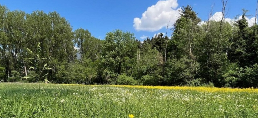 La costruzione di un capannone industriale rischia di distruggere l'ultimo bosco ripariale di Bressanone
