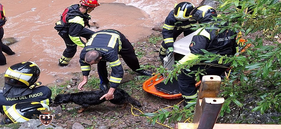 Foto Federazione dei Corpi Vigili del Fuoco Volontari Provincia autonoma Trento Maltempo, il torrente è in piena e il cane finisce in acqua: lo salvano i vigili del fuoco