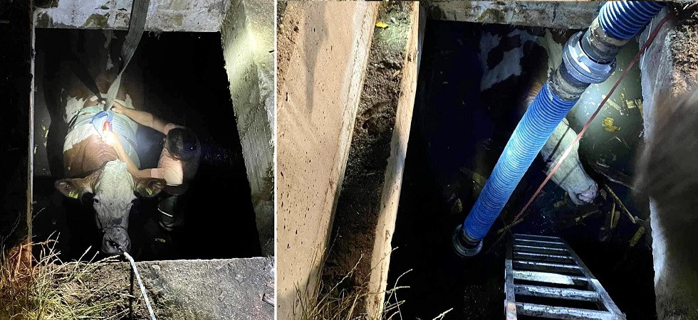 Cade in un pozzo pieno d'acqua, una mucca rischia di morire annegata