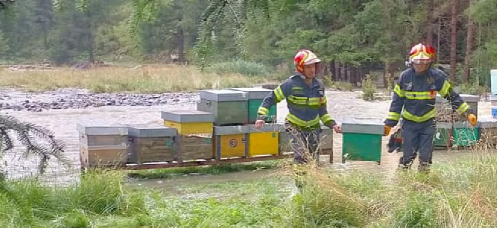 E' esondato un torrente, a Peio i vigili del fuoco portano i salvo anche le api