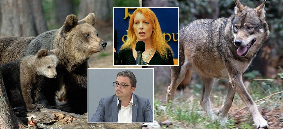 Orsi e lupi in Trentino, Brambilla contro Fugatti: E' prigioniero della sua ossessione e delle sue ambizioni elettorali