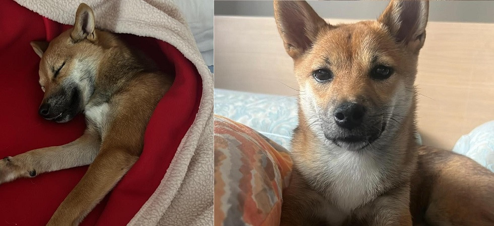 Stanca e impaurita, Chicca la cucciola di Shiba Inu è stata ritrovata