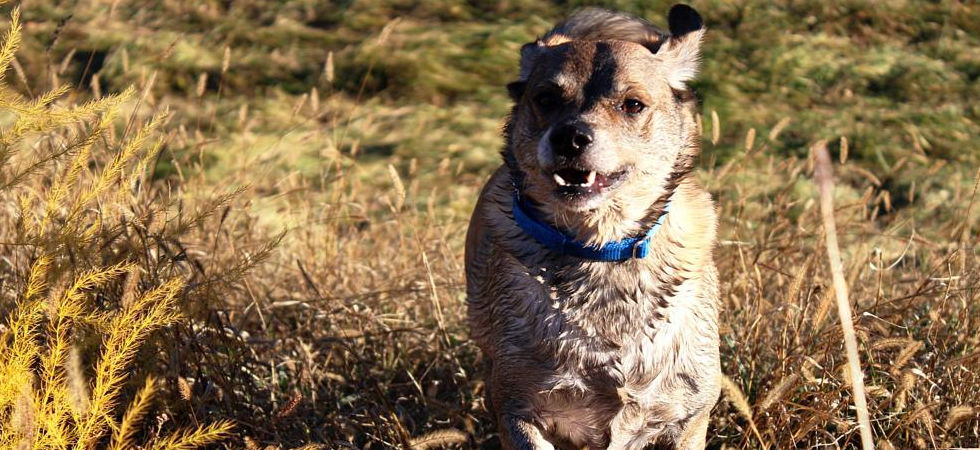 La cagnolina rischia di rimanere cieca, salvata dai veterinari che le asportano un tumore: "Ora Tea avrà una nuova vita"