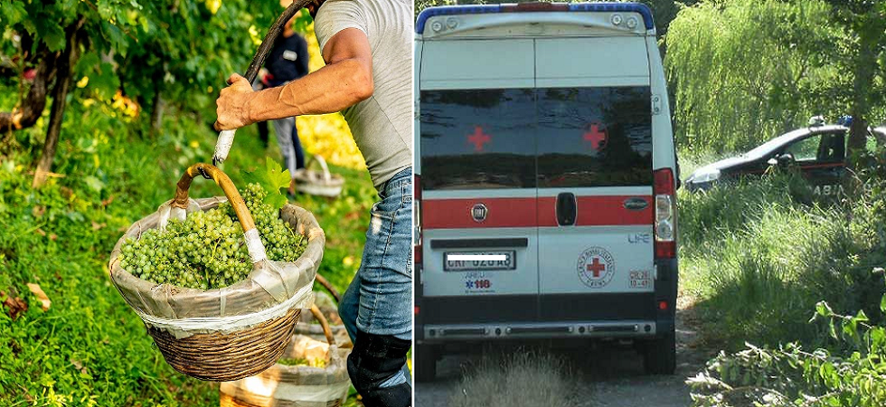 Stroncato dal caldo mentre vendemmia, morto un 37enne