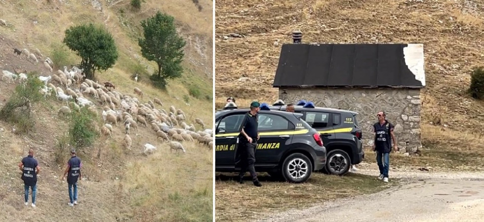 Pascoli fantasma, maxi–operazione “Transumanza” della Guardia di Finanza