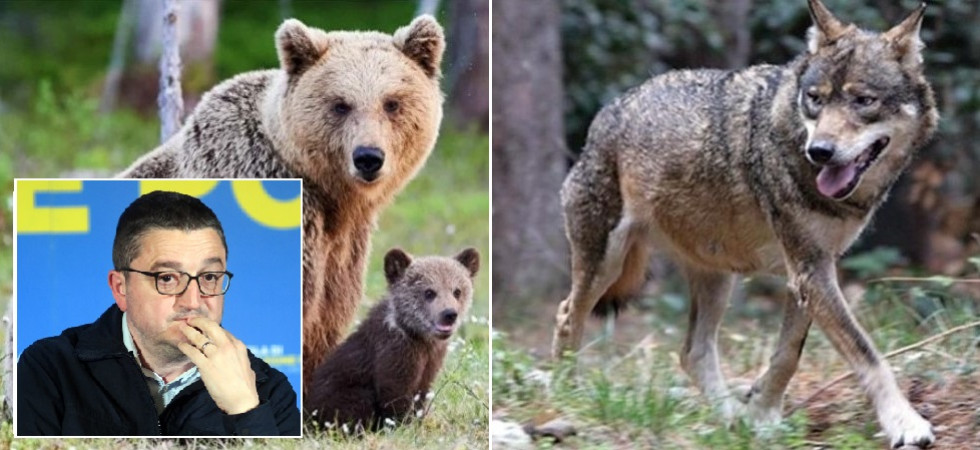 Grandi carnivori, gli animalisti sul piede di guerra: presentati nuovi atti al Tar contro l'abbattimento dei lupi e la